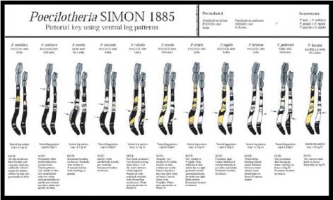 legpattern.jpg legpattern.jpg