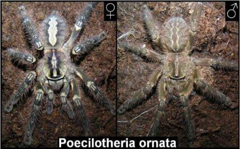 pociornata_1.jpg